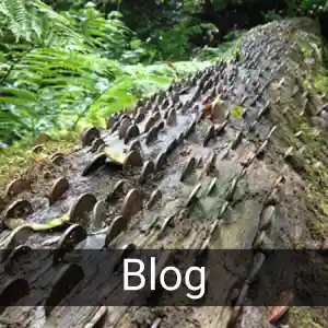 Blog